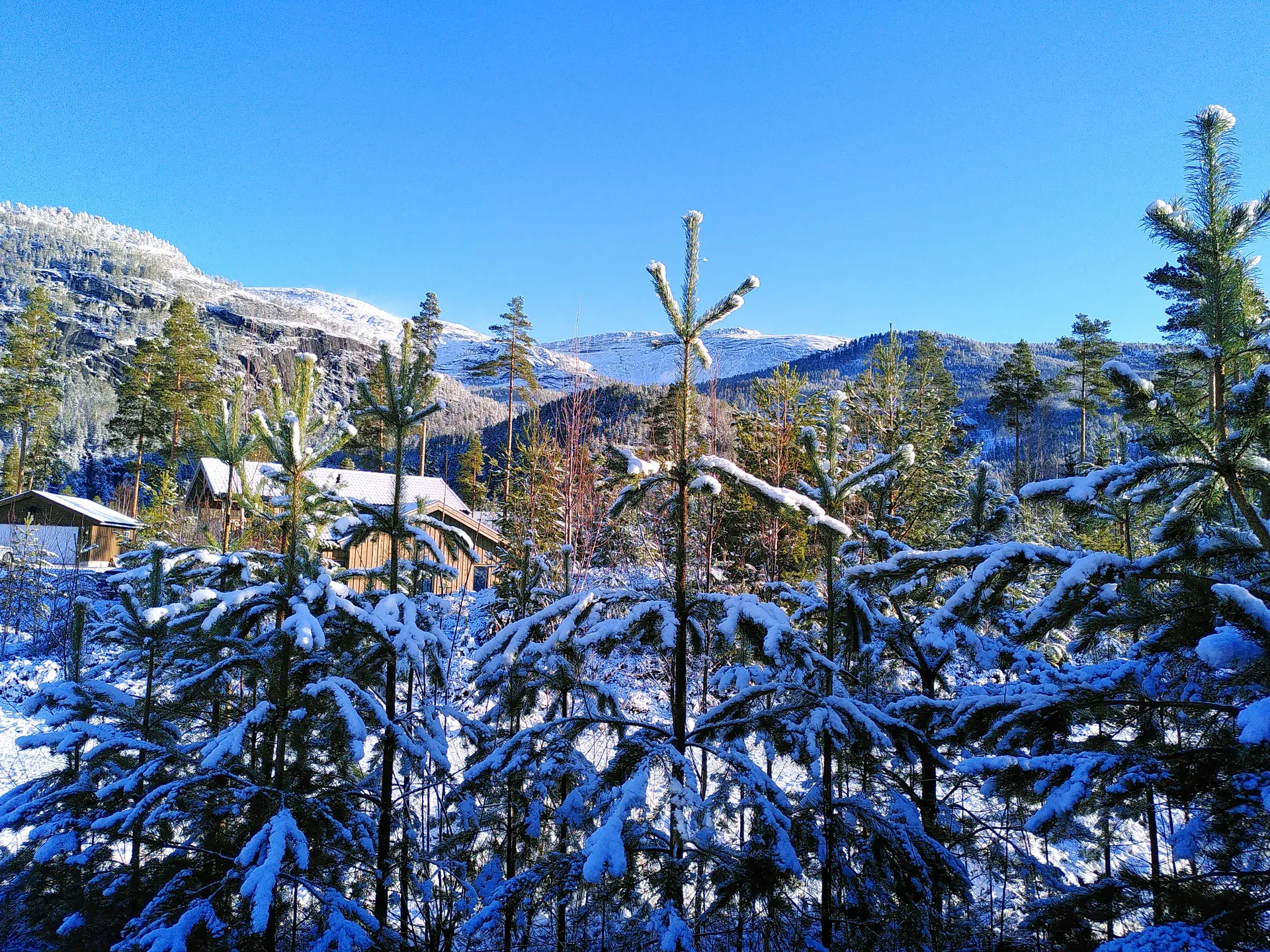 Verschneite Tannen und Winterlandschaft rund um das Ferienhaus SLAPPE AV in Vrådal